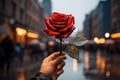 City passion Person holds red rose, a symbol of love