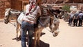 Young donkey transport in the city of Petra, Jordan.