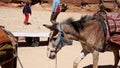 Young donkey transport in the city of Petra, Jordan.