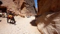 Young donkey transport in the city of Petra, Jordan.