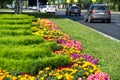 City photo, Flowerbeds in the city, in the background motorway with cars, Russia Naberezhnye Chelny 18,08,2018g