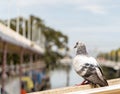 City pigeon.Alone pigeon is in the city