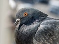 City pigeon closeup.