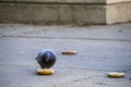 City Pigeon Eating a bagel on the Sidewalk in Philadelphia