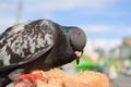 The city pigeon pecks bread from hands, a close up