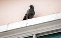 City Pigeon Perched on a Ledge on a Window