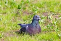 City pigeon sitting in the green grass and looking around Royalty Free Stock Photo