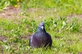 City pigeon sitting in the green grass and looking around Royalty Free Stock Photo