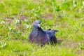 City pigeon sitting in the green grass and looking around Royalty Free Stock Photo