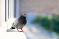 City pigeon sitting on a window