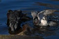 City pigeons bath in the morning