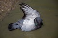 City pigeons bath in muddy water