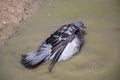 City pigeons bath in muddy water