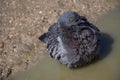 City pigeons bath in muddy water