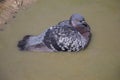 City pigeons bath in muddy water