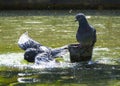 City pigeons bathe in the fountain on a Sunny day. Royalty Free Stock Photo
