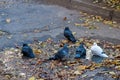 City pigeons bathe in a puddle Royalty Free Stock Photo