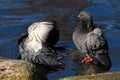 City pigeons bath in the morning