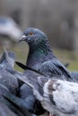 City pigeons close-up