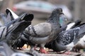 City pigeons close-up