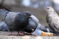 City pigeons close-up
