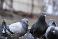 City pigeons close-up