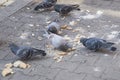 City pigeons eating on street Royalty Free Stock Photo