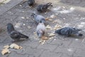 City pigeons eating on street Royalty Free Stock Photo