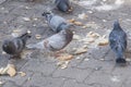 City pigeons eating on street Royalty Free Stock Photo