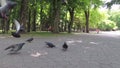 City pigeons feed in the park on the sidewalk.