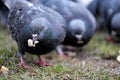 City pigeons close-up