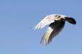 City pigeons in flight