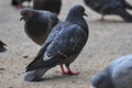 City Pigeons Hungry Looking for Food