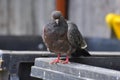 City Pigeons Hungry Looking for Food