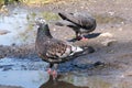 City pigeons in a puddle Royalty Free Stock Photo