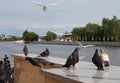 City pigeons at the river promenade in Kaliningrad