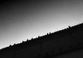 City pigeons sitting on diagonal roof backdrop