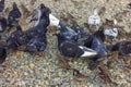 City pigeons and sparrows on a pebble beach in a park