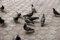 City pigeons standing on a pavement slabs in winter. Beautiful pigeon close up, urban dove Royalty Free Stock Photo