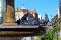 City Pigeons standing on a water fountain and drinking water