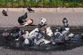 City pigeons taking a bath in a street pothole filled with rain water Royalty Free Stock Photo