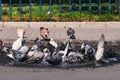 City pigeons taking a bath in a street pothole filled with rain water Royalty Free Stock Photo