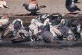 City pigeons taking a bath in a street pothole filled with rain water Royalty Free Stock Photo