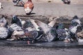 City pigeons taking a bath in a street pothole filled with rain water Royalty Free Stock Photo