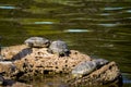 City pond. four turtles. turtles on a stone.