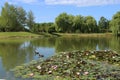 City public park pond in summer. Royalty Free Stock Photo