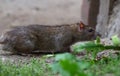 City rat sneaks around sniffing Royalty Free Stock Photo