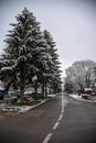 City road with bih trees on April snow