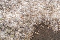 The city road with lying a lot of poplar fluff. Concept of spring season of allergies. Pollen allergy. Selective focus Royalty Free Stock Photo