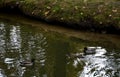 The city`s drainage canals and streams are populated with waterfowl and nutrients that undermine the shores and are non-native to